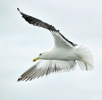 Flying kelp gull (Larus dominicanus), also known as the Dominican gul and Black Backed Kelp Gull.