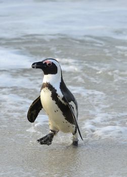 Walking African penguin (spheniscus demersus) at the Beach. South Africa 