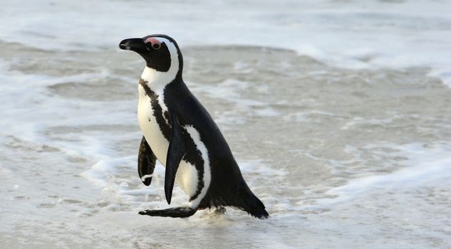 Walking African penguin (spheniscus demersus) at the Beach. South Africa 