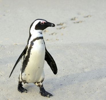 Walking African penguin (spheniscus demersus) with footprint on the sand. Boulders colony in Cape Town, South Africa. 