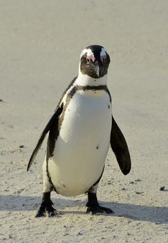 Walking African penguin (spheniscus demersus) at the Beach. South Africa 