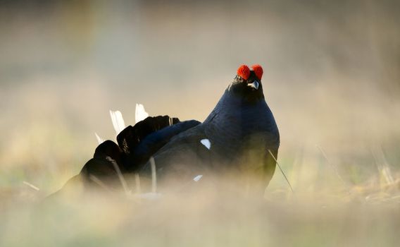 Portrait of a Gorgeous lekking black grouse (Tetrao tetrix). (Lyrurus tetrix) early in the morning 