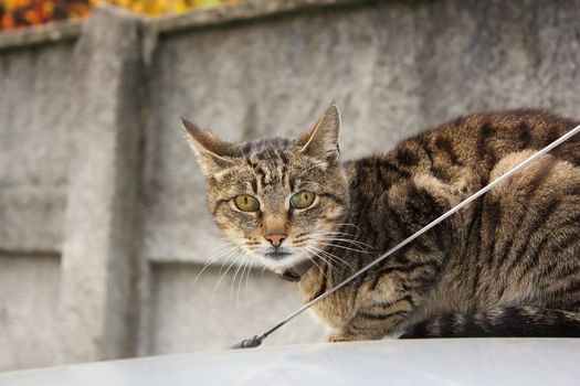 domestic cat standing on top of the car