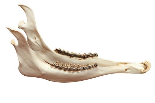 cervus elaphus ( european red deer ) mandible, isolation over white