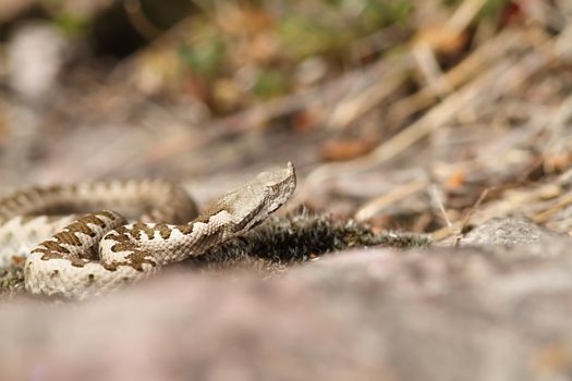 european horned viper ( Vipera ammodytes ), wild young specimen photographed in Romania