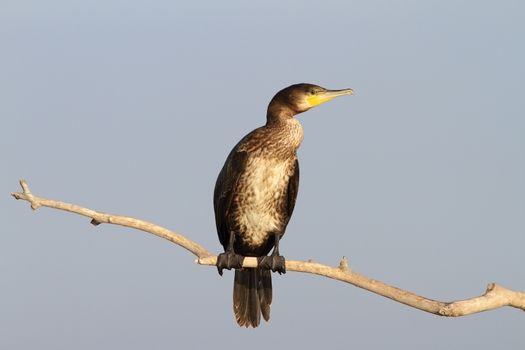 great cormorant on branch over the sky, Danube Delta, Romania ( Phalacrocorax carbo )