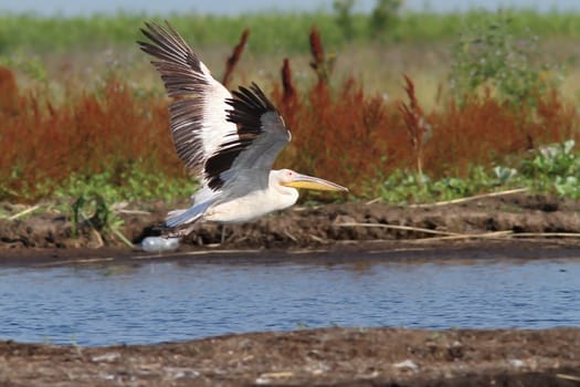 great white pelican ( Pelecanus onocrotalus )  taking off