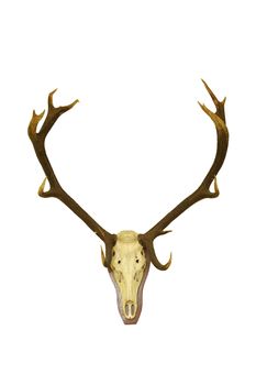 big red deer buck  hunting trophy isolated over white background, animal hunted in Romania