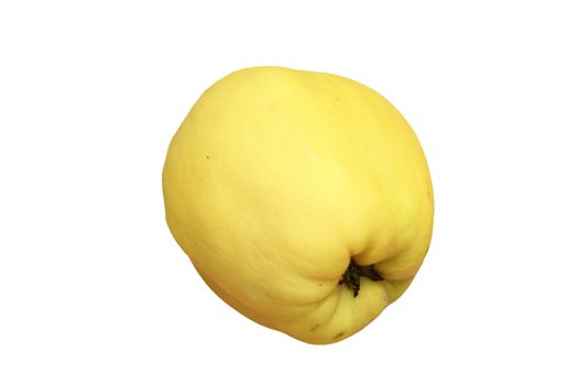yellow isolated quince, christmas symbol for decorating 