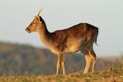 young fallow deer stag ( Dama )  standing alone in a glade