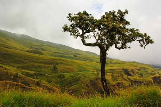 Landscape on mountain with grass and cloud