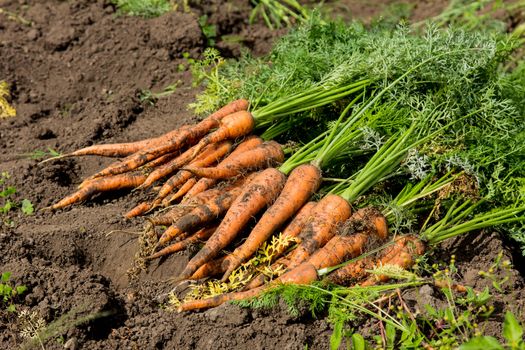 Harvest fresh organic carrots on the ground