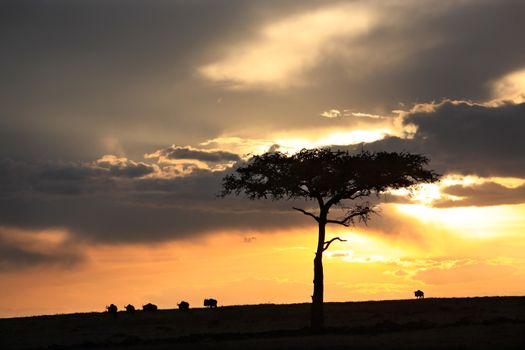 wildebeest at sunset in the beautiful plains of the Masai Mara reserve in Kenya Africa