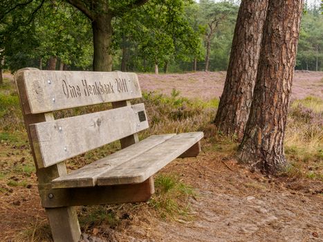 Lonely wooden bench in Dutch heathland area