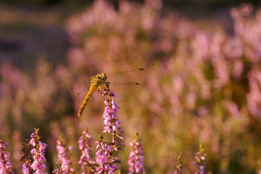 Dragonfly resting on heather in sunset light