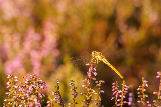 Yellow dragonfly resting on heather in sunset light over line of heather