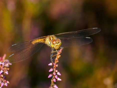 Yellow dragonfly resting on heather in sunset light face on