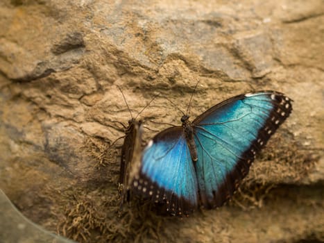 Pair of playful blue and black butterflies on a rock wall