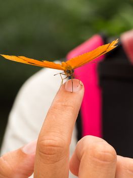 Closeup of orange butterfly on a womans finger