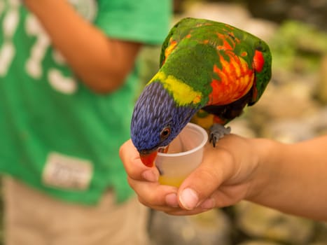 Lori parrot drink form a plastic cup whilst standing on a persons hand