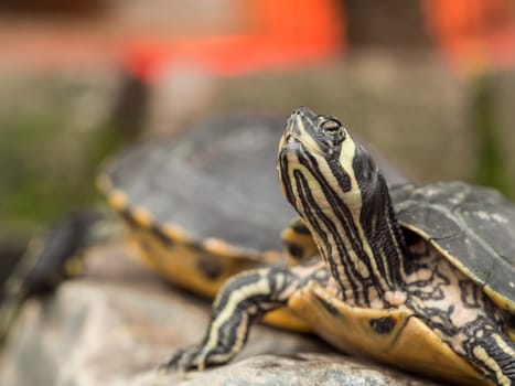 Small turtle staring up in a smart pose