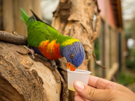 Lori parrot drinks from cup standing on a branch