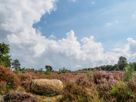 Large boulder provides foreground element for this heathland hillside in full bloom