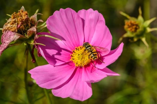Closeup of a wasp resting on a brightly colored pink flower on a sunny day
