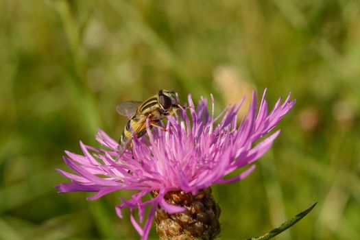 A wasp resting on top of a pink thistle flower