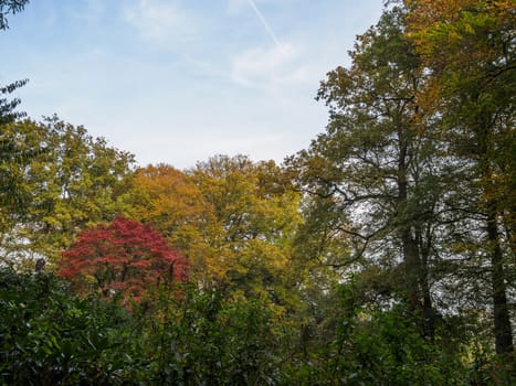 View of autumn colored trees with blue sky just before sunset