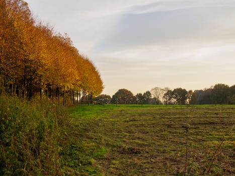 Line of trees producing autumn colors along the side of a Dutch meadow