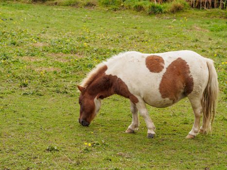 Brown and white shetland pony grazing in a meadow