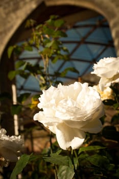 A macro of a white rose in front of an arch and a cross-hatched roof.