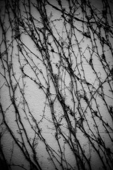 A wall climbing plant twisting up the outside wall of a house.