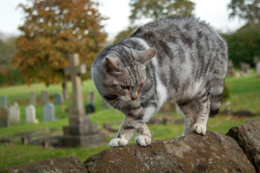 A cat scared by the presence of a dog arches it's back on a graveyard wall.