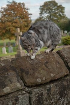 A cat scared by the presence of a dog arches it's back on a graveyard wall.