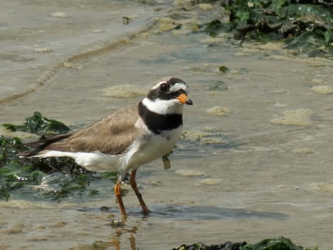 A ringed plover looking for food in the wash of the sea.