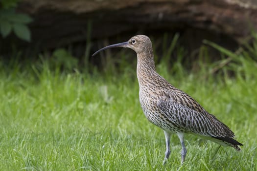 Curlew Numenius arquata standing on grass