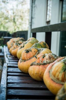 A row of pumpkins lined up on a bench in front of Charles Darwin's house.