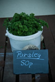 A pot of parsley for sale on a wooden table.