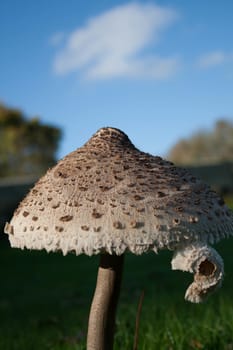 A close up shot of a huge mushroom in a castle grounds.