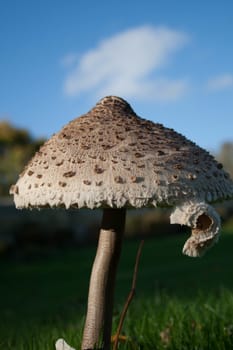 A close up shot of a huge mushroom in a castle grounds.