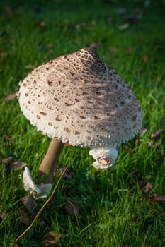 A close up shot of a huge mushroom in a castle grounds.