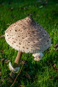 A close up shot of a huge mushroom in a castle grounds.