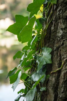 A close up of ivy leaves clinging to the trunk of a tree.