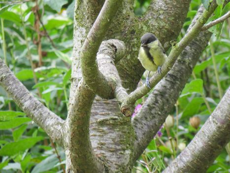 A great tit perched in a tree in a back garden.