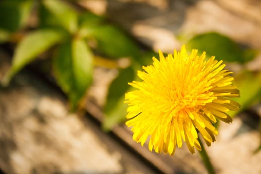 A macro shot of a dandelion hanging over a table with green leaves.