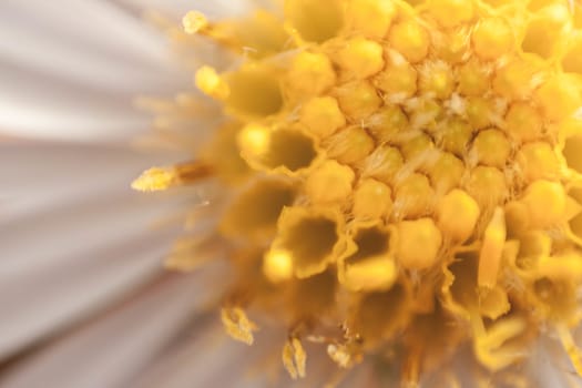 A close up, macro shot of a daisy.