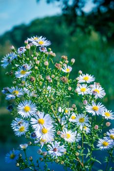 Daisy bush against a lake and tree backdrop.