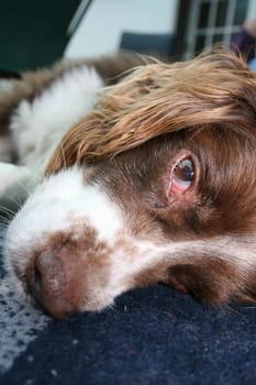 A dog laying down, looking cheeky and playful, close up of face.